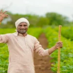 sandalwood farming