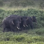 Uttarakhand Dehradun Elephant